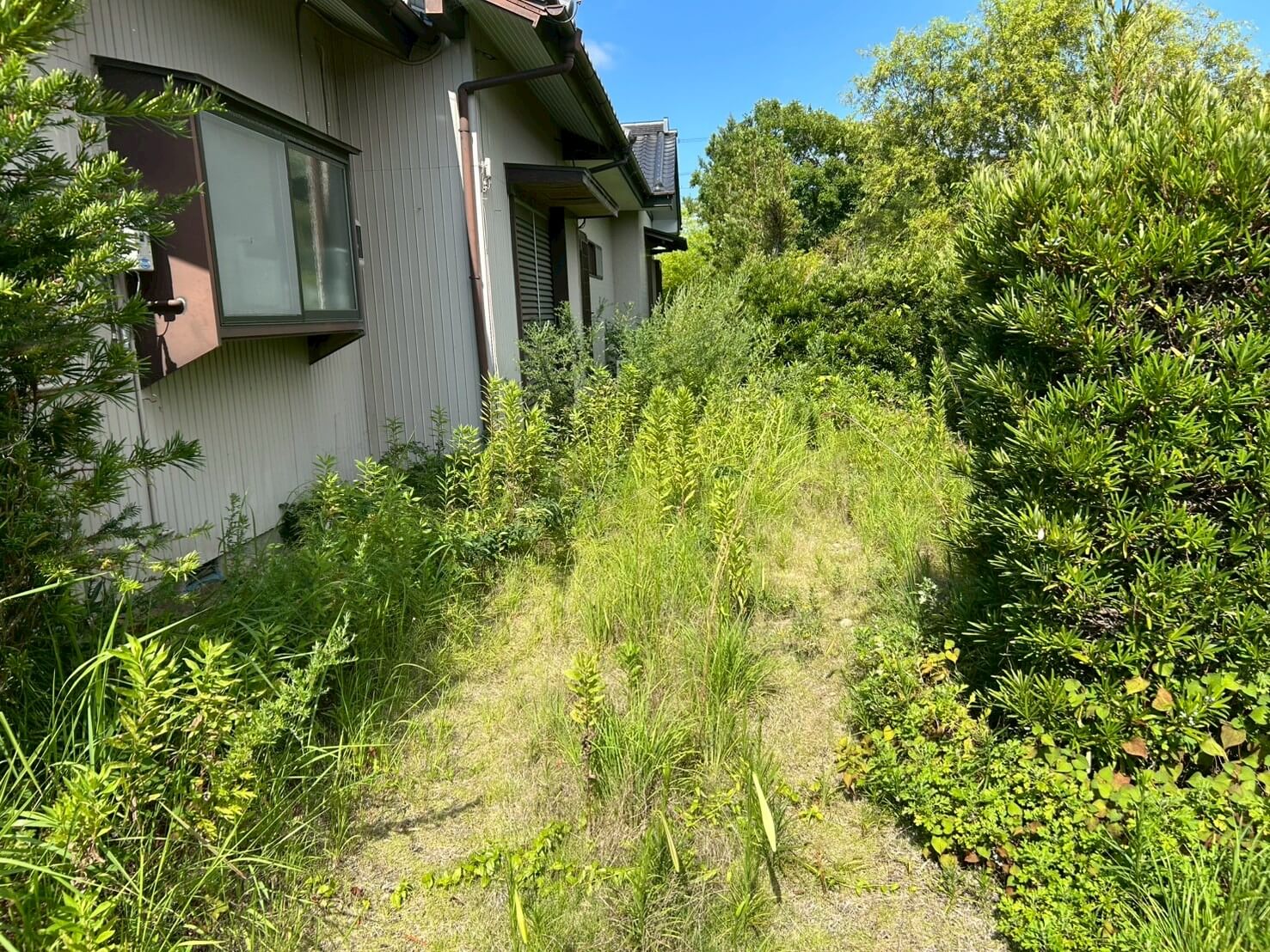 磐田市での庭木伐採・剪定作業前