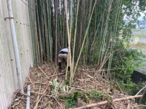 竹の伐採の様子
