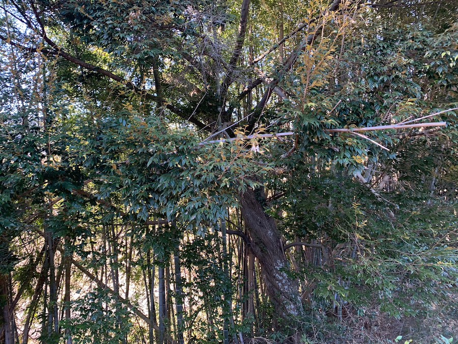掛川市の竹林に紛れてある大木