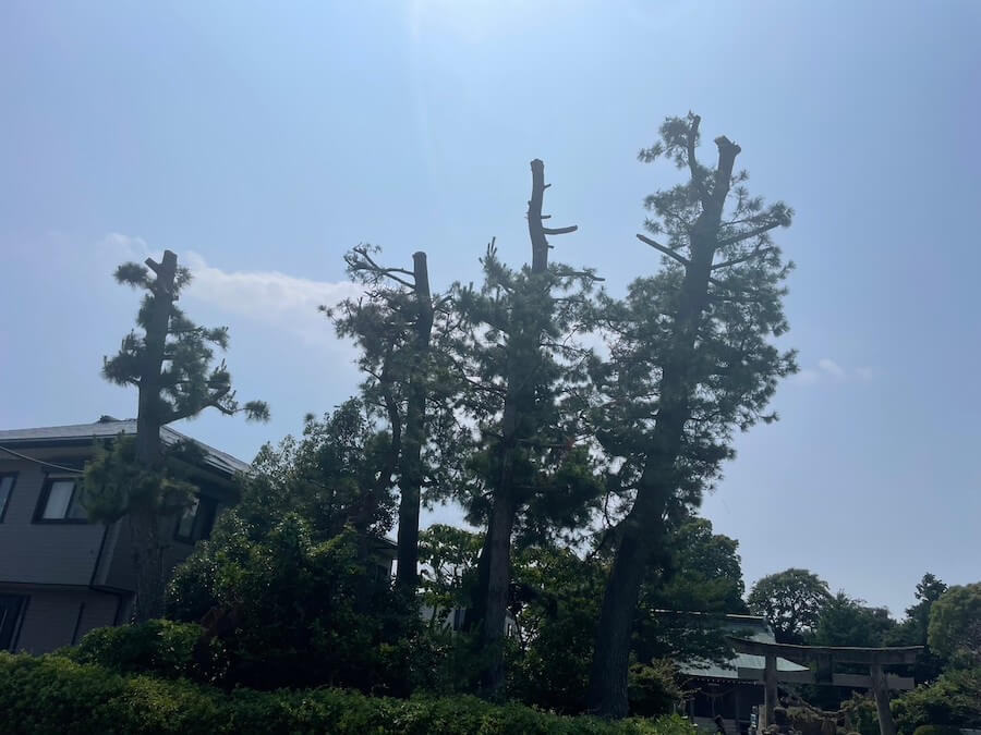 磐田市の大きな松の強剪定作業後