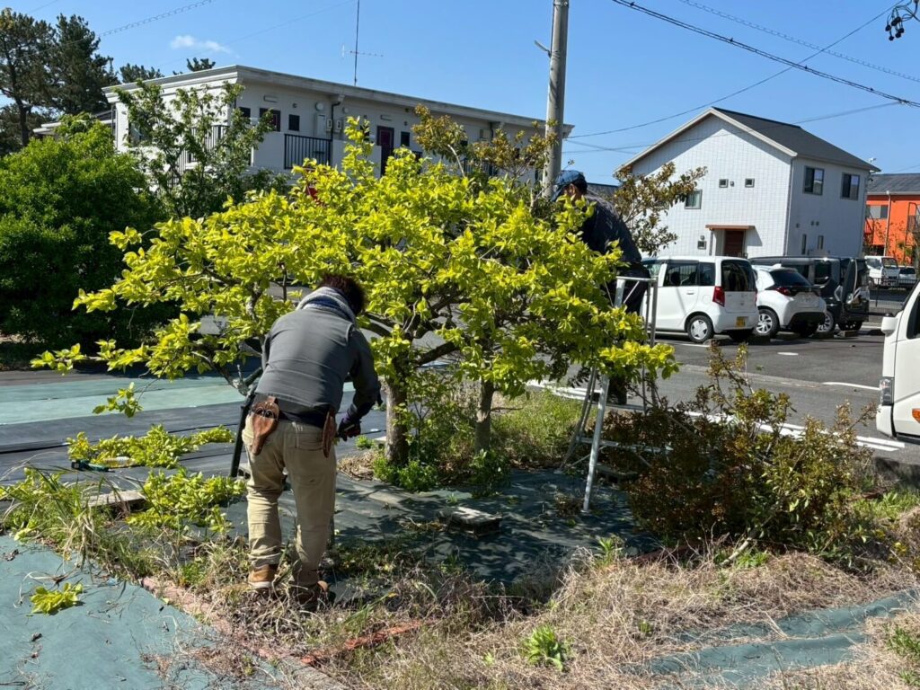 磐田市の剪定作業の様子