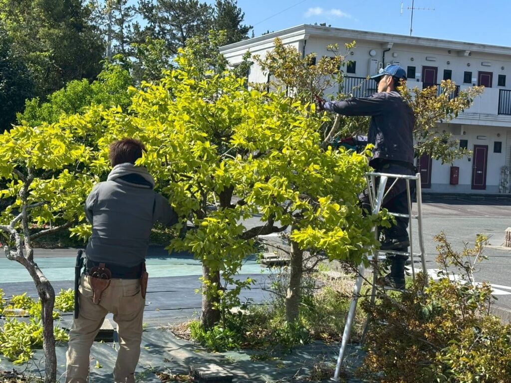 高いところは脚立を使って作業