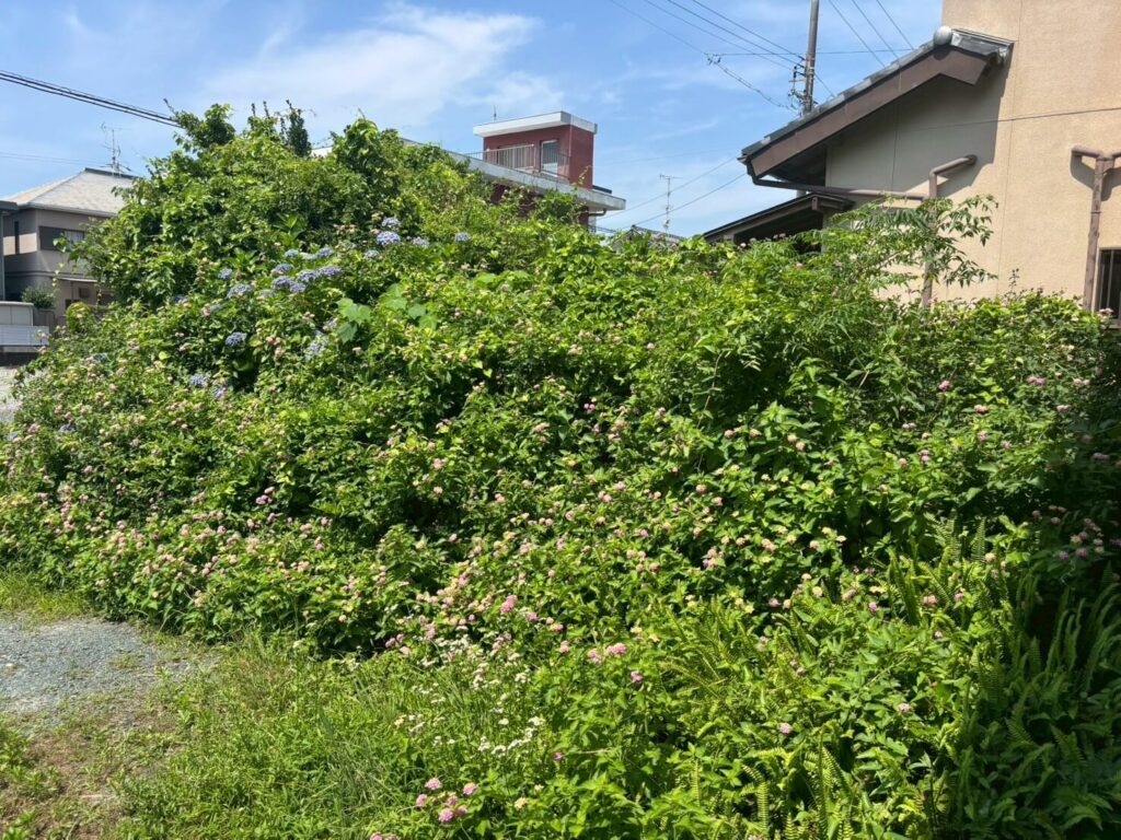 伐採した木横から