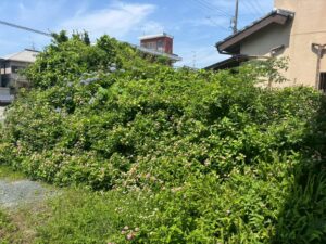 伐採した木横から