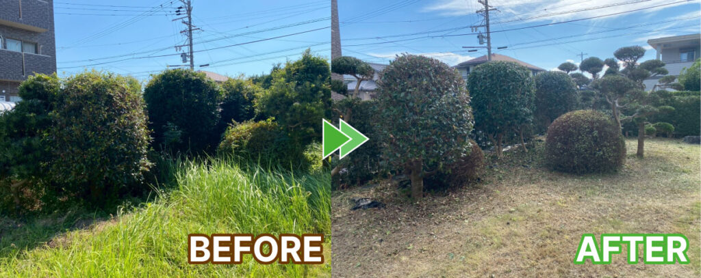 マキの木の剪定と草刈り