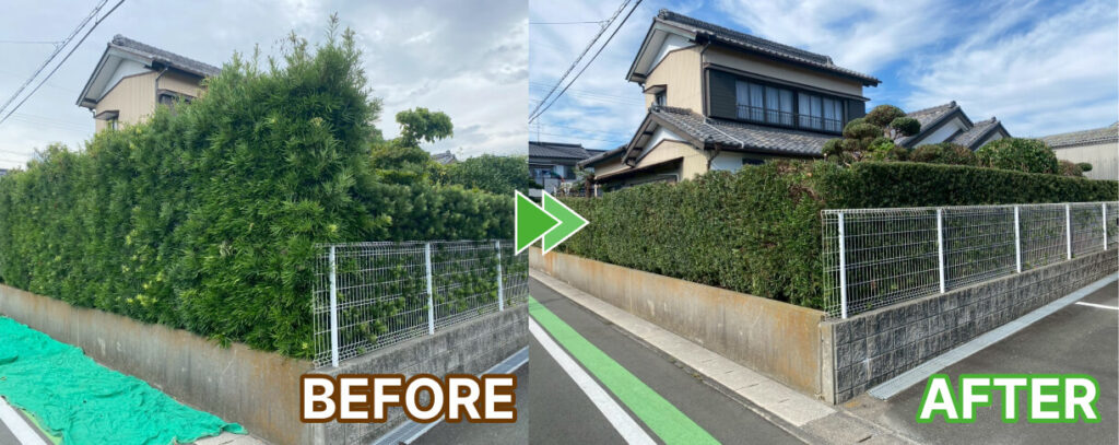 建物まわりの生垣のマキの木の剪定