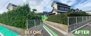 建物まわりの生垣のマキの木の剪定