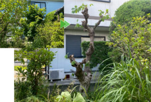磐田市のマキの木とカシワの剪定