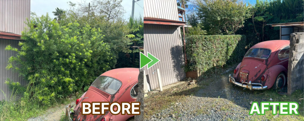 浜松市のマキの木の剪定