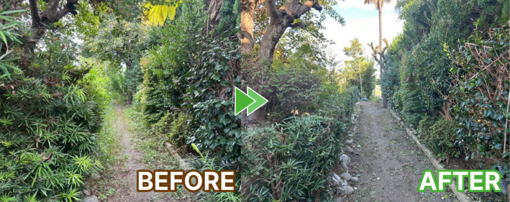 小道のマキの木の剪定