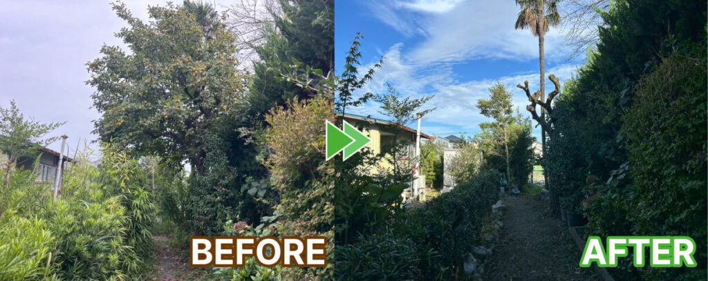 大きな柿の木の剪定