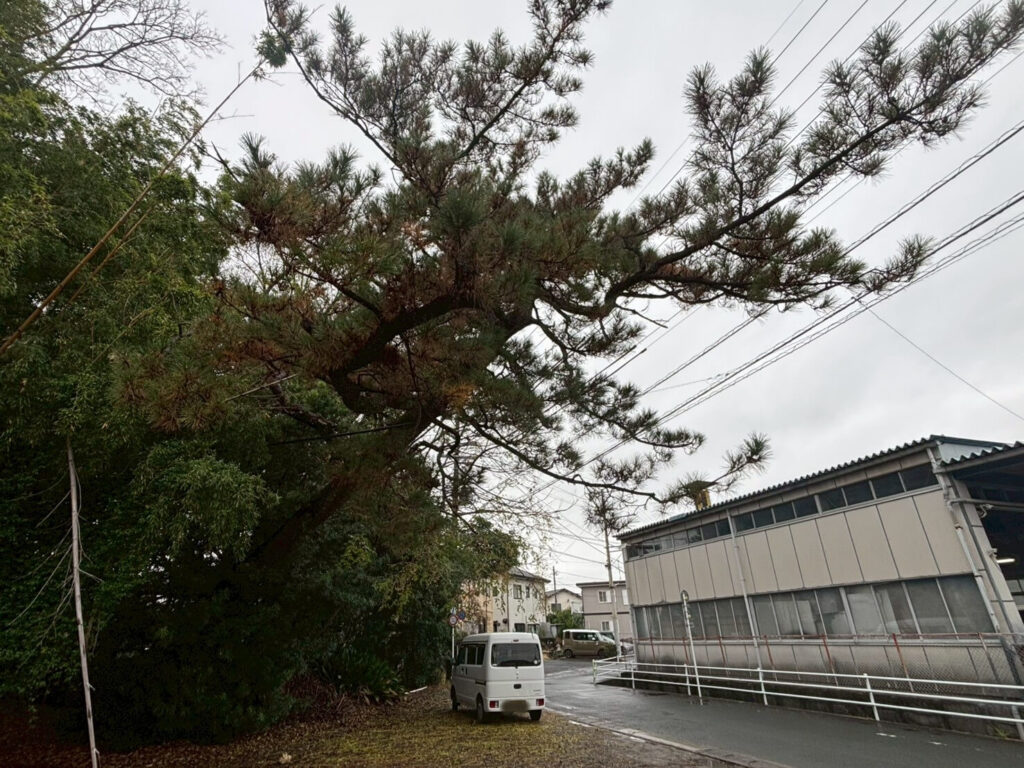 電線に引っかかった松の木
