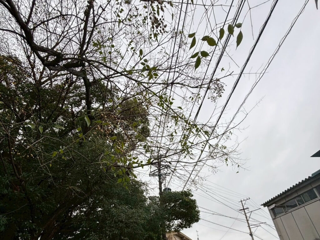 他にも電線に引っかかっている支障木