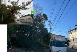 電線に引っかかった松などの支障木の伐採