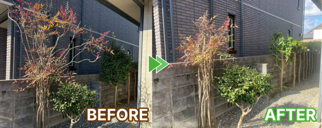 浜松市中央区建物前の庭木の剪定