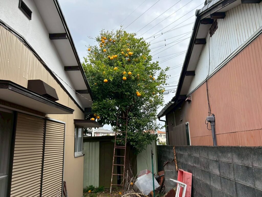 夏みかんの木の伐採前