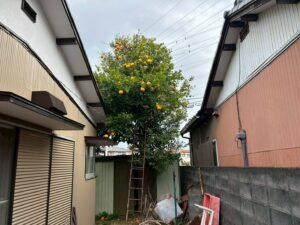 夏みかんの木の伐採前