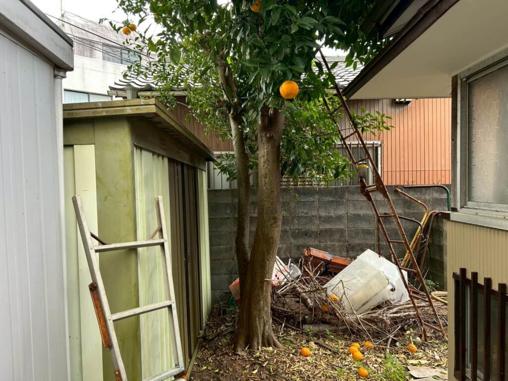 伐採前の木の根本