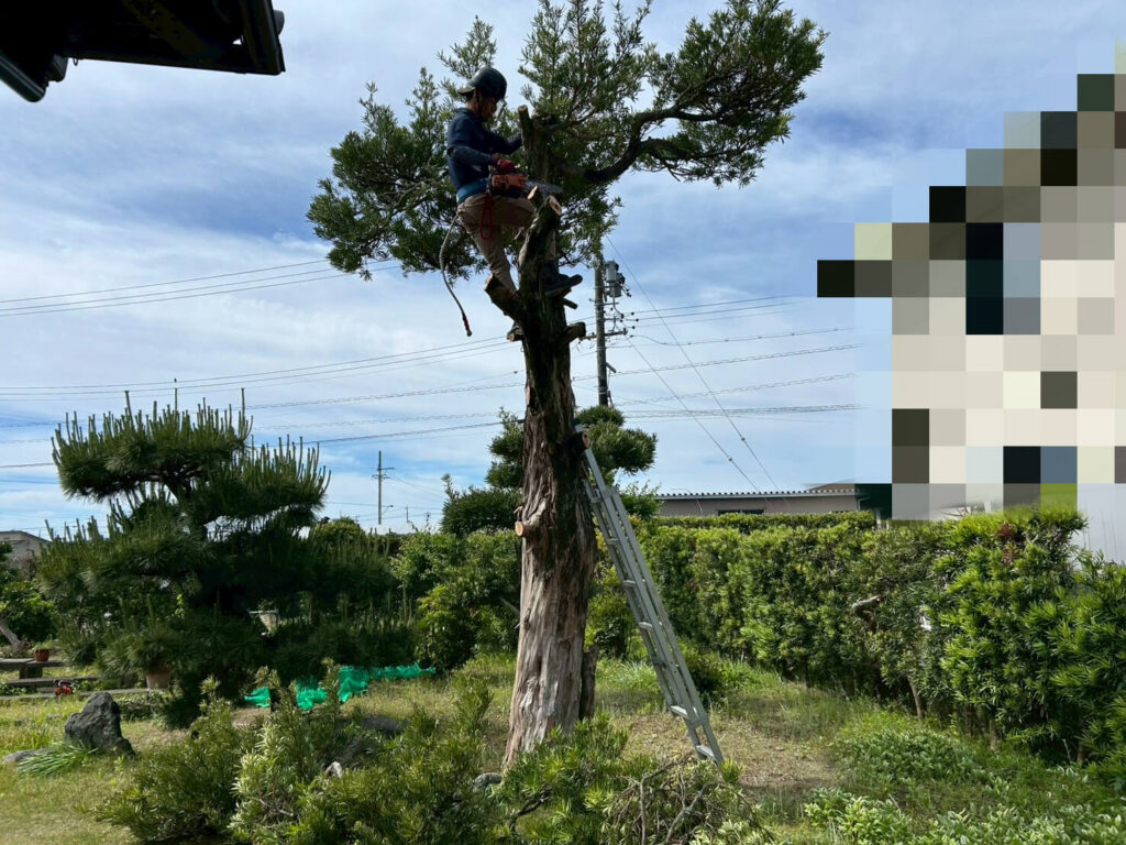 伐採作業中