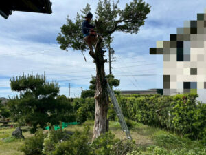 伐採作業中