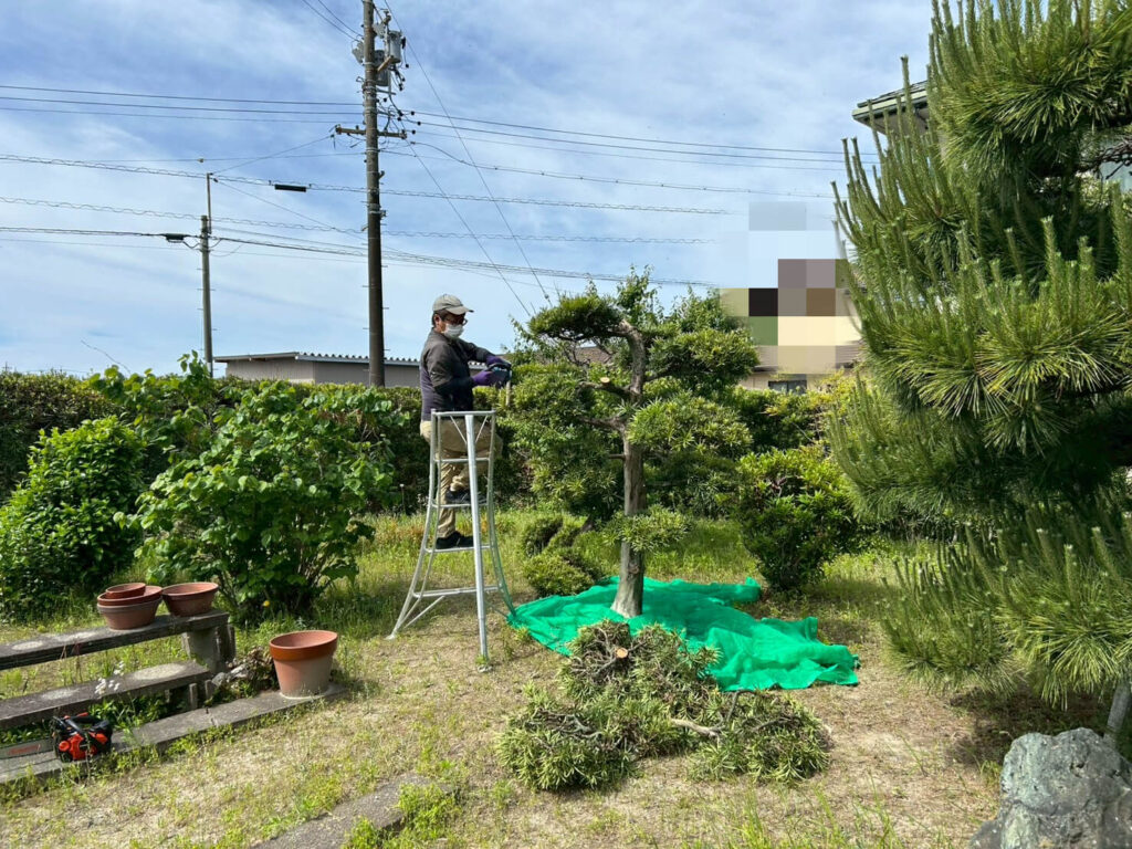 松の伐採作業中