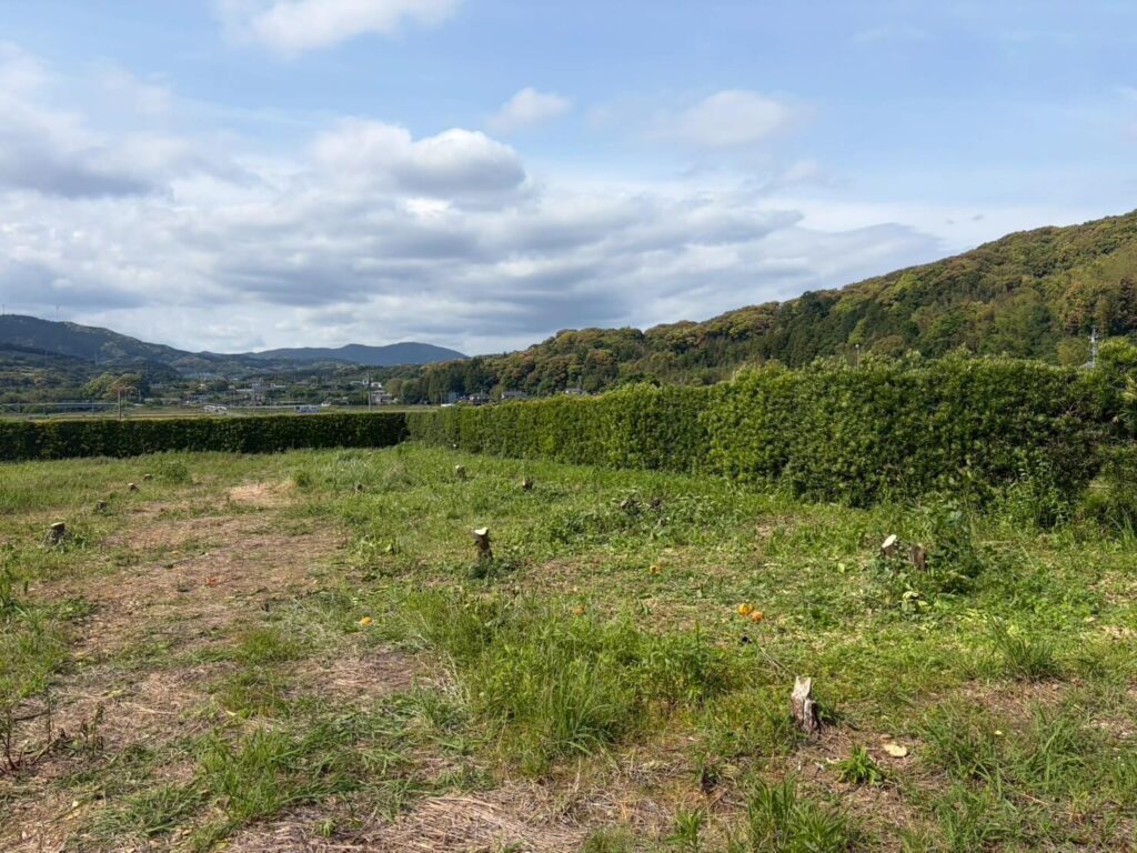 みかんの木伐採後