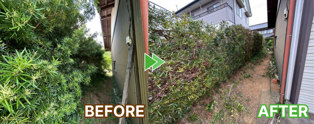 マキの生垣の剪定建物横