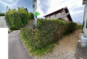 浜松市中央区のマキの生垣の剪定と刈り込み