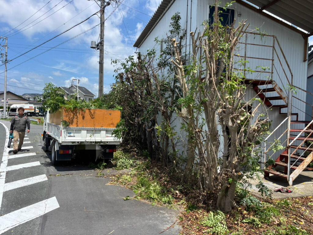 強剪定作業後